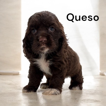 puppy, for, sale, Cockalier, Joe & Cherri  Overlease, dog, breeder, Miller, MO, dog-breeder, puppy-for-sale, forsale, nearby, find, puppyfind, locator, puppylocator, aca